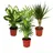 EXOTENHERZ Zimmerpflanzen-Mix II 3er Set, 1x Dieffenbachia, 1x Chamaedorea (Bergpalme) 1x Dracena marginata (Drachenbaum), 10-12cm Topf
