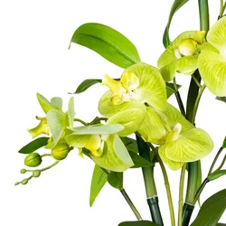 CREATIV green künstliche Pflanze Orchideen-Bambus Arrangement x2, ca 60cm, grün, Real Touch, im Zementtopf Buddha
