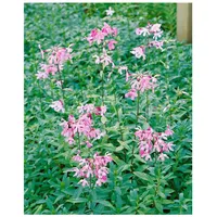 Pflanzen Für Dich Saponaria officinalis, Seifenkraut, rosa Blüten, ca.