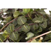 Pflanzen Für Dich Mitchella repens, Teppichpflanze, immergrün, ca. 9x9