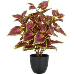 Kunstpflanze CREATIV GREEN "Buntnessel Coleus Kong red", rotcreme, H:40cm, Kunststoff, Kunstpflanzen, mit Luftwurzeln