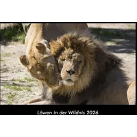 Vero Kalender Löwen in der Wildnis 2026 Fotokalender DIN