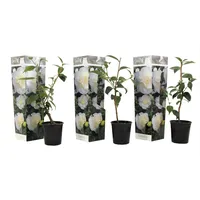 Plant in a Box - Japanische Rose - 3
