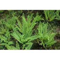 Pflanzen Für Dich Polystichum Setiferum Herrenhausen Filigranfarn Immergrün 40–60