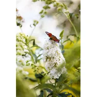 Pflanzen Für Dich Buddleja 'Peace', Schmetterlingsflieder, weiß, 40–60 cm