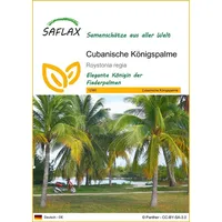 SAFLAX - Cubanische Königspalme - 8 Samen - Roystonia