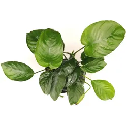 Anubias barteri Topf XXL