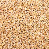 25 Kg Weizen Hühnerfutter Hühner Huehner Futter Einzelfuttermittel Futterweizen Weizenfutter Weizenkorn Korn Getreide Geflügelfutter Sack Weizenkoerner Koerner Wildvögel Petigi