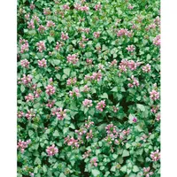 Pflanzen Für Dich Lamium maculatum 'Pink Pewter', Taubnessel, rosa,