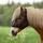 Busse Fliegenmaske Fly Guard Free Warmblut Schwarz