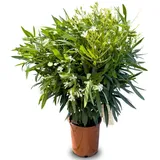 sunny-tree Sunny Tree - Pflanze - Oleander - Nerium Oleander - Farbe Weiß 100-120 cm - für draußen Immergrün im Winter Mediterrane Pflanze