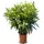 sunny-tree Sunny Tree - Pflanze - Oleander - Nerium Oleander - Farbe Weiß 100-120 cm - für draußen Immergrün im Winter Mediterrane Pflanze