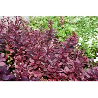 Pflanzen Für Dich Berberis thunbergii 'Red Chief', Rote Heckenberberitze,