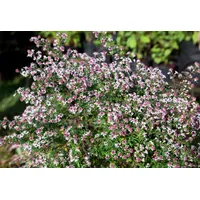 Pflanzen Für Dich Aster lateriflorus horiz.'Prince', Herbstaster, purpur, ca.