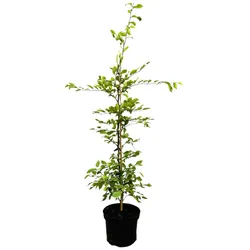 Carpinus betulus, Hainbuche, 60–100 cm, 3 Liter Topf