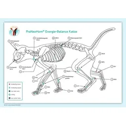 Akupunktur-Tafel Katze