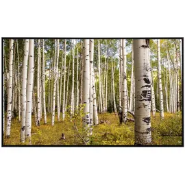 Papermoon Infrarotheizung Birken in Colorado Rocky Mountains 800 W bunt
