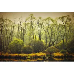 Fototapete PAPERMOON "BÄUME-NATUR LANDSCHAFT HERBST WALD DSCHUNGEL SEE WÄLDER", bunt, B:4,00m L:2,60m, Vlies, Tapeten