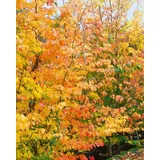 Pflanzen Für Dich Parrotia persica 150–175 cm Solitär winterhart