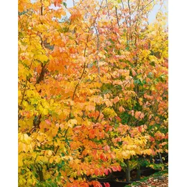 Pflanzen Für Dich Parrotia persica 150–175 cm Solitär winterhart
