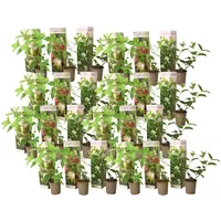 Plant in a Box - Hortensie - 24 Stk