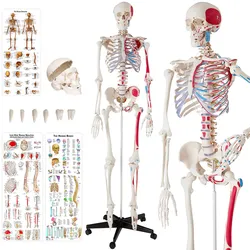 tectake® Skelett, lebensgroß und detailgetreu, farblich markierte Bereiche sowie Muskel- und Knochennummerierung, inklusive Anatomieposter