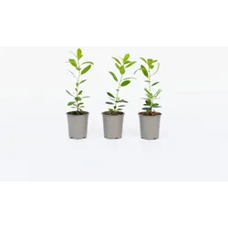 Plant in a Box - Erdbeerpflanzen - 6 Stk - Arbutus 'Unedo' - Höhe 25-40cm - Topf 9cm