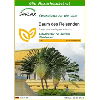 SAFLAX - Baum des Reisenden - 8 Samen - Mit keimfreiem Anzuchtsubstrat - Ravenala madagascariensis