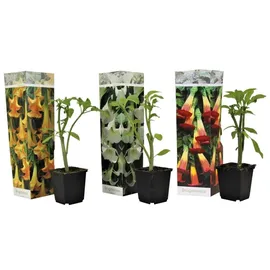 Plant in a Box - Brugmansia - Höhe 25-40cm