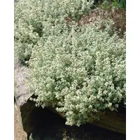Pflanzen Für Dich Thymus x cherlerioides 'Duftkissen', aromatisch, ca.