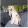 Trixie Auto Geschirr Hundegeschirr Schwarz M