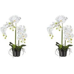 CREATIV green künstliche Pflanze Phalaenopsis 62cm, 2er Set