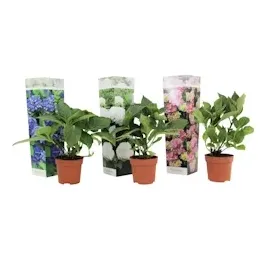 Plant in a Box - Hydrangea macrophylla - 3er Mischung Höhe 25-40cm
