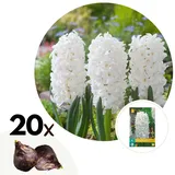 Plant in a Box - Hyazinthenzwiebeln - 20 Stk - Hyacinthus 'Carnegie' - Blumenzwiebeln - Weiß