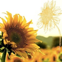Magni Magni, Servietten, Serviette 33x33cm FSC-Mix Dusk Sunflower (33 x 33 cm)