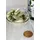 Swanson Vollspektrum Moringa Oleifera Kapseln 60 St.