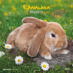 Kaninchen - Kalender 2026