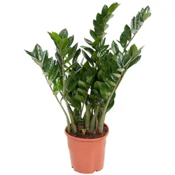 Plant in a Box - Glücksfeder - Zamioculcas Emerald - Höhe 70-80cm - Topf 21cm
