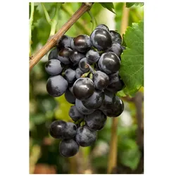 Vitis vinifera, Weinrebe, blau, 40–60 cm