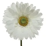Decoris Gerbera Variante: Weiß