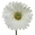 Decoris Gerbera Variante: Weiß