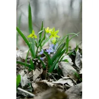 Pflanzen Für Dich Scilla bifolia, Zweiblättriger Blaustern, ca. 9x9