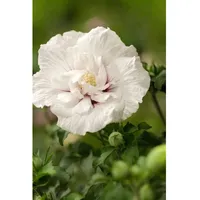Pflanzen Für Dich Hibiscus syriacus 'White Chiffon', Gartenhibiskus, weiß,