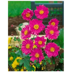 Anemone japonica 'Pamina', Herbst-Anemone, rosa, ca. 9x9 cm Topf