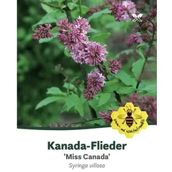 Kanada-Flieder, Syringa prestoniae »Miss Canada«, Blätter: dunkelgrün, Blüten: rosa/pink