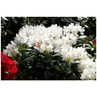 Pflanzen Für Dich Rhododendron 'Cunninghams White', weiß, 30–40 cm,
