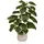 HJH Office Kunstpflanze Ficus 3 – Grün | Weiß