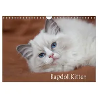 Calvendo Ragdoll Kitten (Wandkalender 2026 DIN A4 quer), CALVENDO