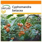 Saflax - Garden in the Bag - Tamarillo - 50 Samen - Mit Anzuchtsubstrat im praktischen, selbst aufstellenden Beutel - Cyphomandra betacea