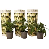 Plant in a Box - Melonenbirne - 3 Stk - Solanum Muricatum 'Pepino gold' - Höhe 25-40cm - Topf 9cm